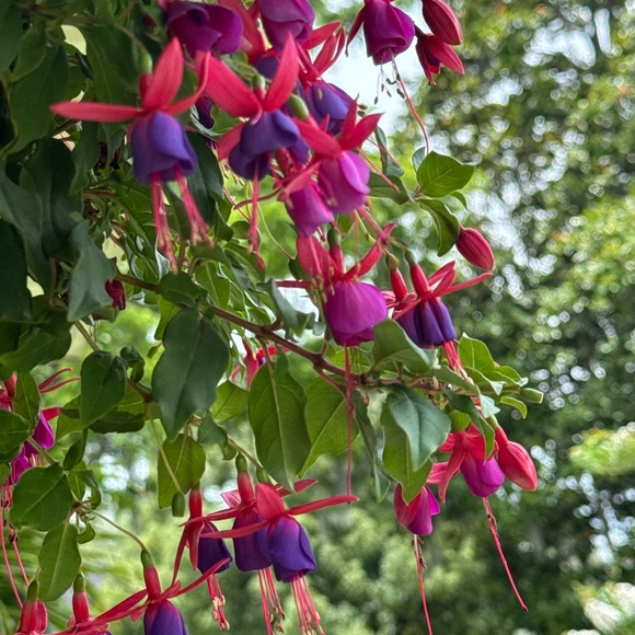 Meet your Posher, Monique - Picture 2 of 10